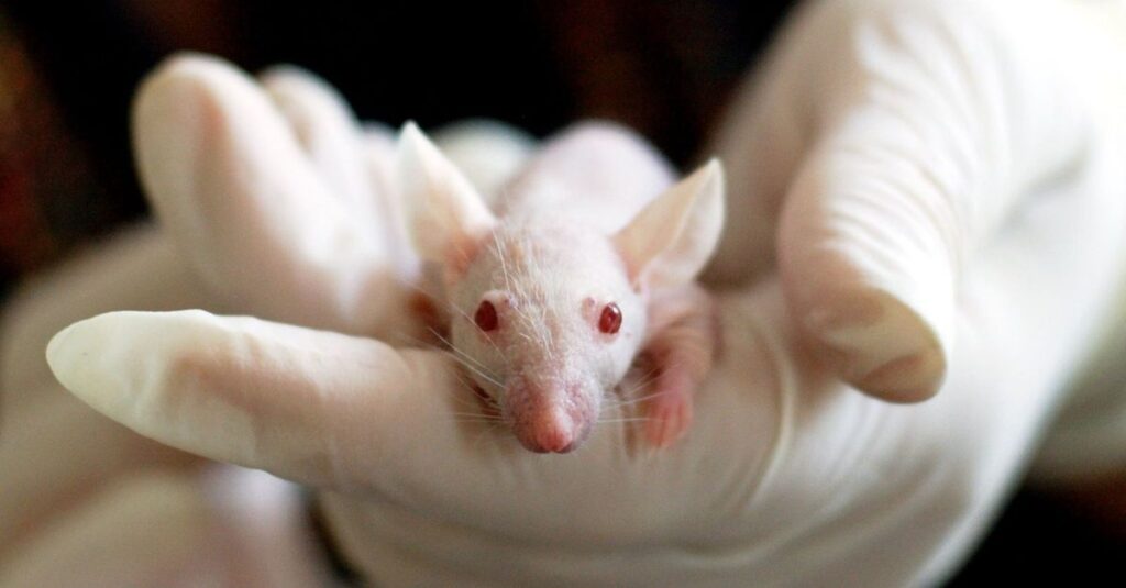 ネズミ駆除に失敗した市販グッズや再発した家の様子を示す画像