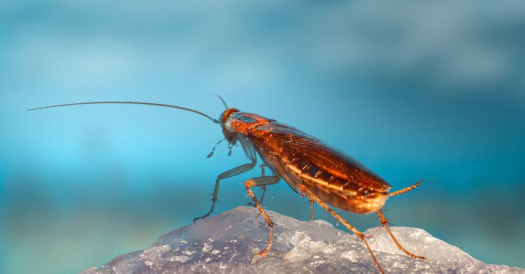 夜間に害獣駆除を依頼するために電話相談している様子。スマホ片手に不安な表情で迅速な対応を求めている人物が描かれている。