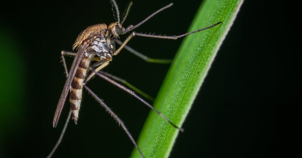 地域密着型の害獣駆除チームが出動準備をしている様子。地元業者ならではの迅速で安い対応を表現