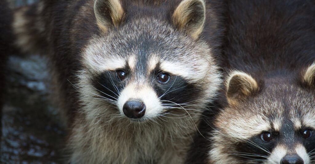 アライグマが天井裏に住みついている状況を示すイメージ写真