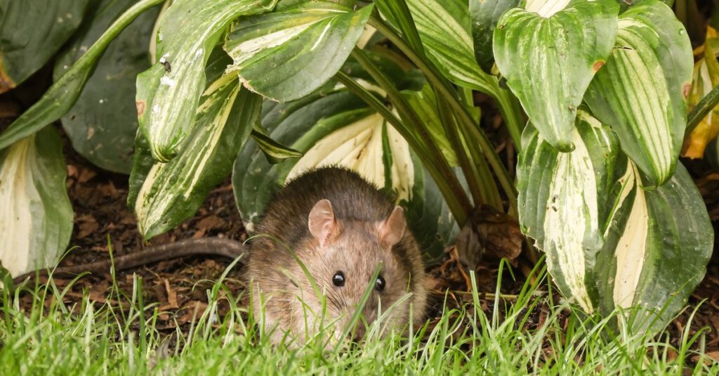 天井裏を走るネズミによる被害を防ぐため、即日対応する害獣駆除業者のイメージ