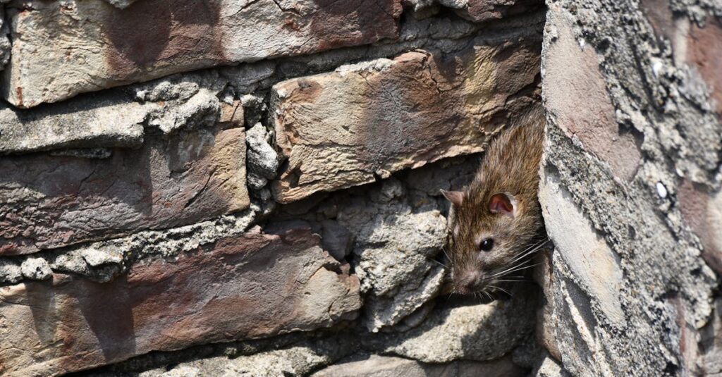 ネズミ被害のサインを示す室内環境やネズミのフンが写った写真