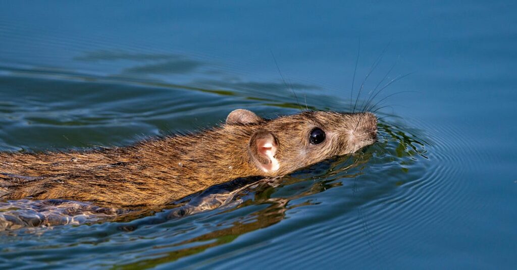 天井裏を走るネズミによる被害を防ぐため、即日対応する害獣駆除業者のイメージ