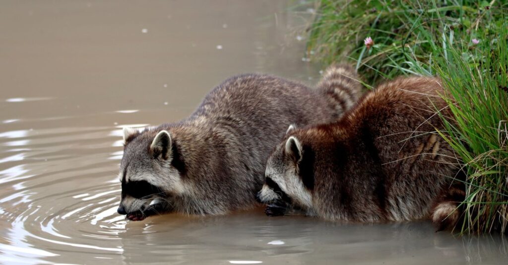 アライグマが天井裏に住みついている状況を示すイメージ写真