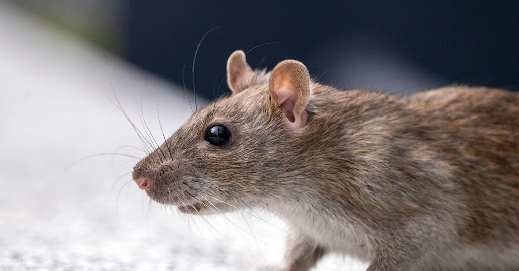 天井裏を走るネズミによる被害を防ぐため、即日対応する害獣駆除業者のイメージ