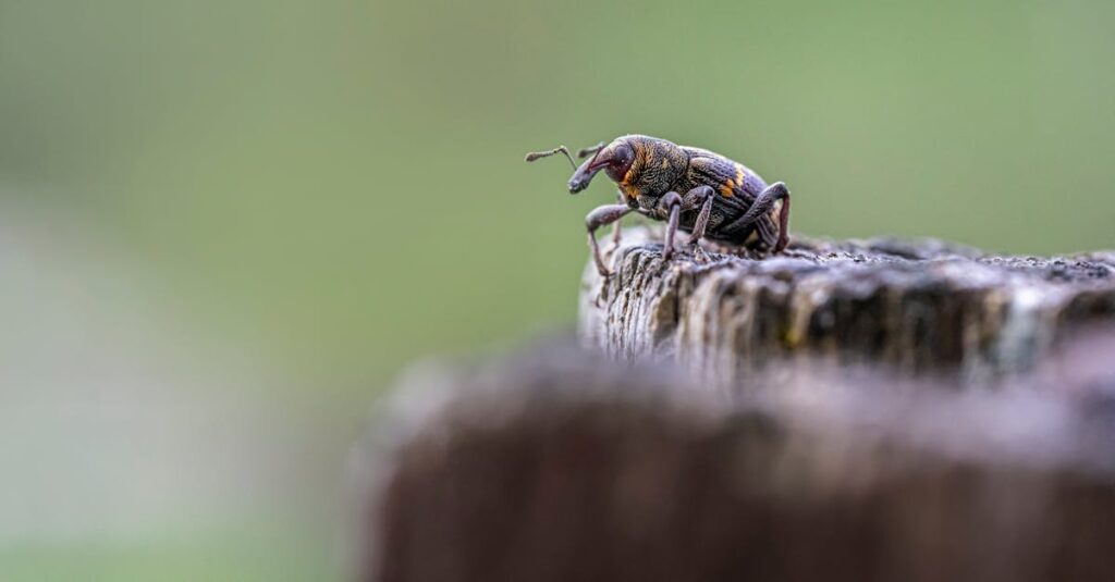 害獣駆除前に準備をしている家庭の様子