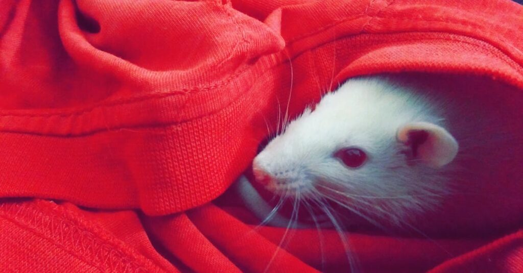 信頼できるネズミ駆除業者を選ぶためのチェックリストやプロの調査風景