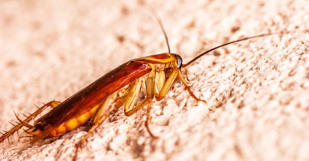 即日対応可能な害獣駆除のプロチームが出動準備をしている様子。信頼性と迅速性を象徴するシーン