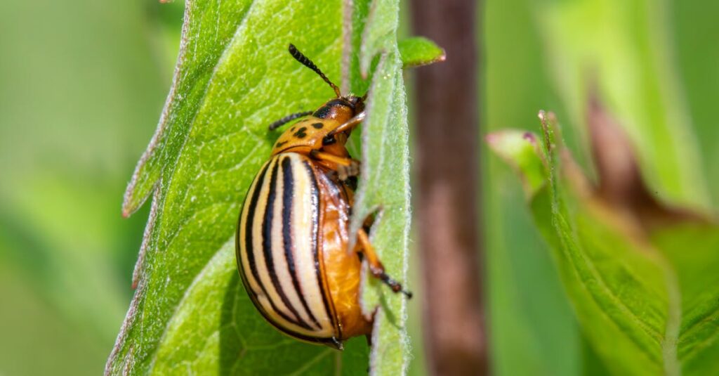 環境に優しい薬剤を使用する害獣駆除の様子。ペットや子どもにも安全な施工を行うイメージ