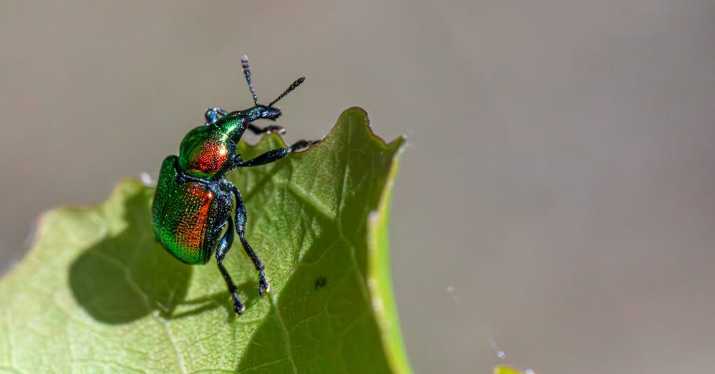 専門業者が家の屋根裏を調査し、ハクビシン駆除作業を丁寧に進めている様子