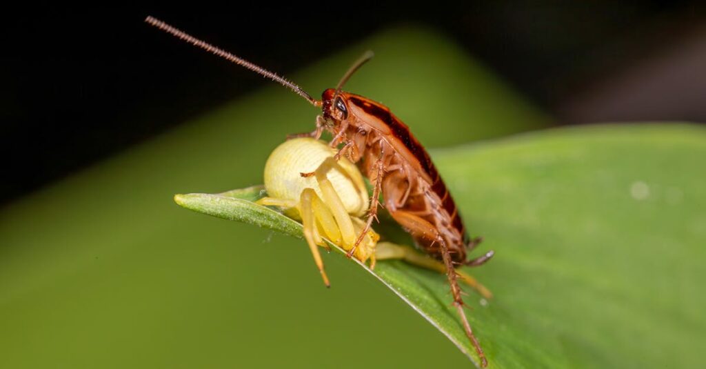 害獣が家屋に侵入したことによる被害のイメージ画像。天井裏に害獣の足跡や糞尿の痕跡が残っている様子。