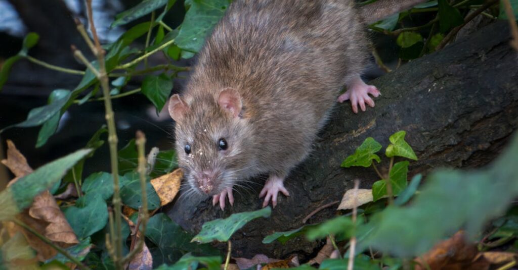 ネズミ駆除の流れを解説する図や、現地調査からアフターケアまでの作業シーン