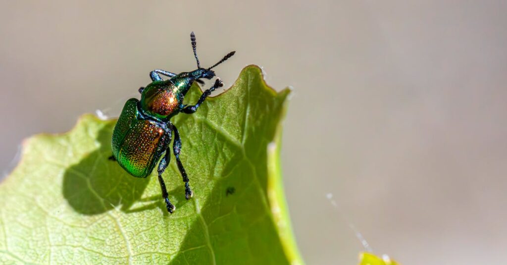 害獣駆除前に準備をしている家庭の様子