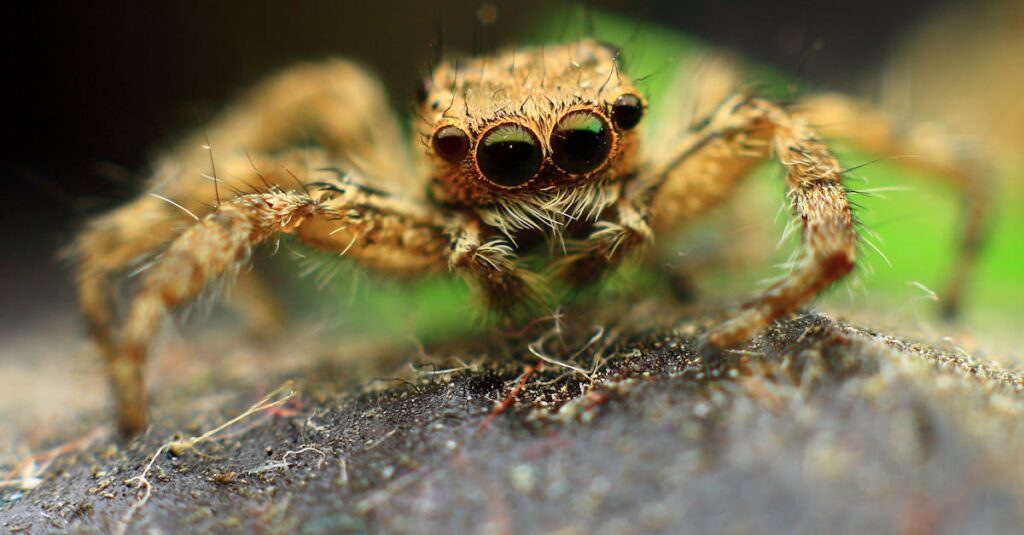 天井裏を走るネズミによる被害を防ぐため、即日対応する害獣駆除業者のイメージ