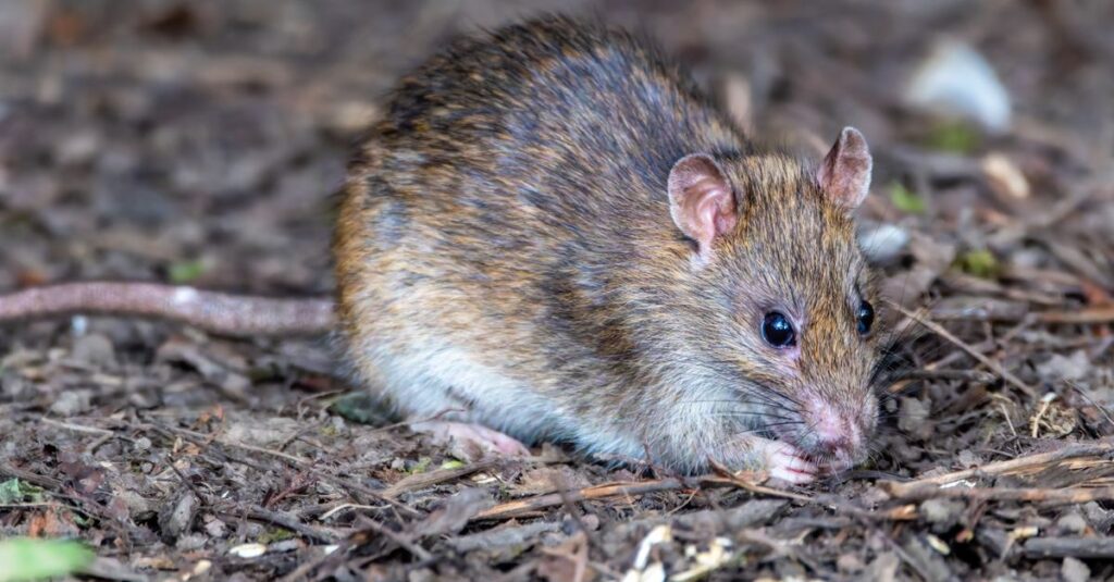 家庭内のネズミ被害で電気配線が損傷しているイメージ写真