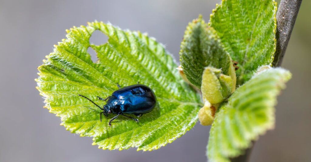 口コミサイトで害獣駆除業者を比較している様子。信頼できるレビューを確認するイメージ