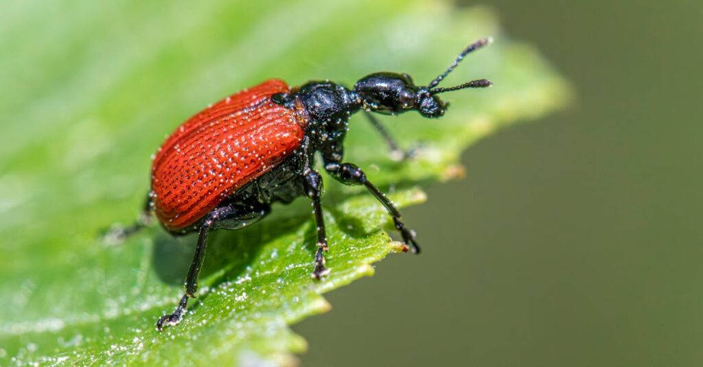 即日対応の害獣駆除業者に電話で依頼する様子。追加費用を防ぐために事前確認をしているイメージ