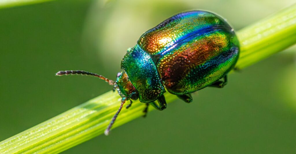 専門業者が家の屋根裏を調査し、ハクビシン駆除作業を丁寧に進めている様子