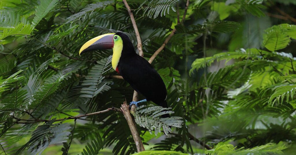 害獣ごとの駆除費用相場を表で比較したイメージ。ネズミ、ハクビシン、コウモリ、アライグマなどの料金の違いが視覚化されている。