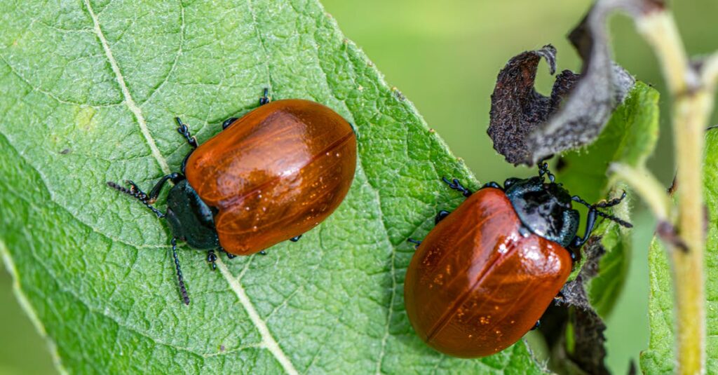 害獣駆除と害虫駆除の違いと業者選定の重要性を示すイメージ