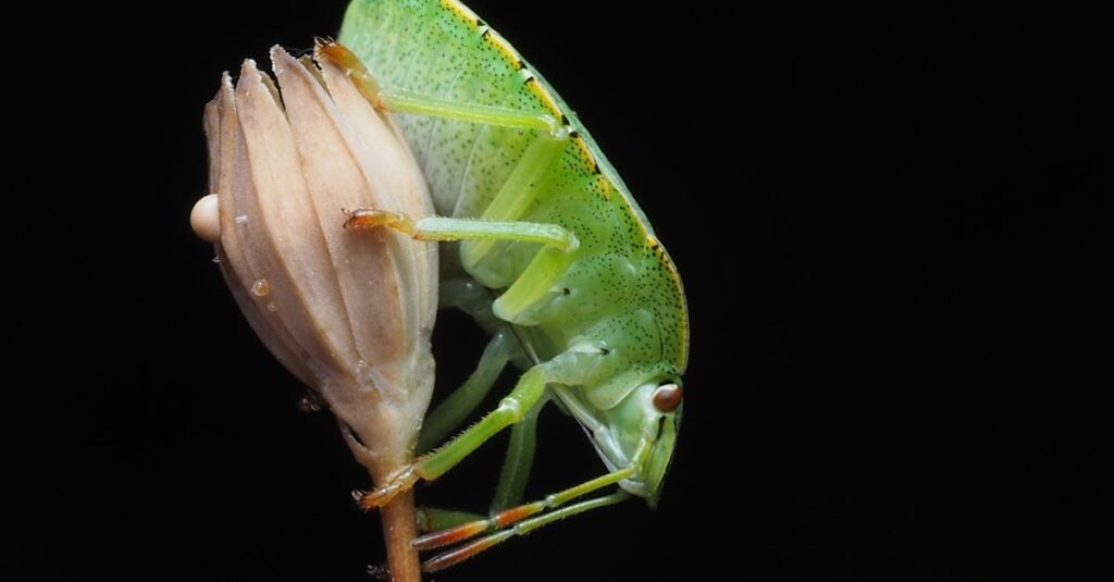 専門業者が家の屋根裏を調査し、ハクビシン駆除作業を丁寧に進めている様子