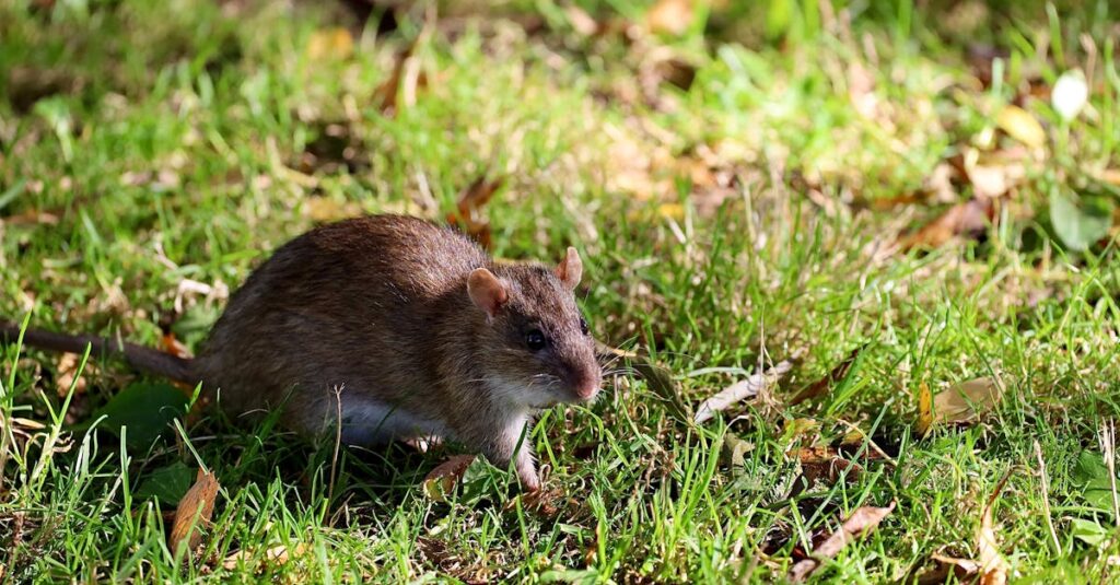 信頼できるネズミ駆除業者を選ぶためのチェックリストやプロの調査風景