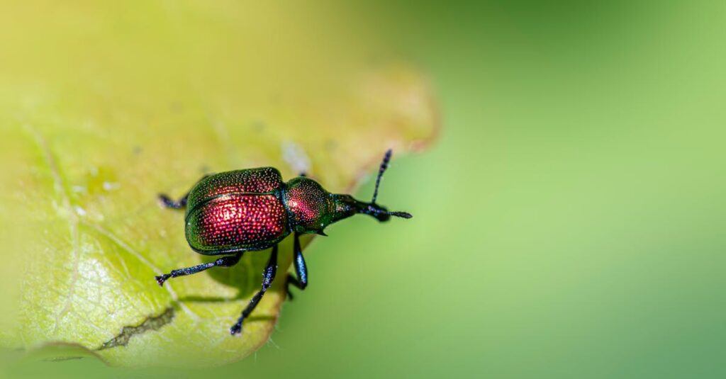 夜間に害獣駆除を依頼した一般人のリアルな体験談。天井裏の物音に困惑しながらも業者に連絡し、安心した様子が描かれている。