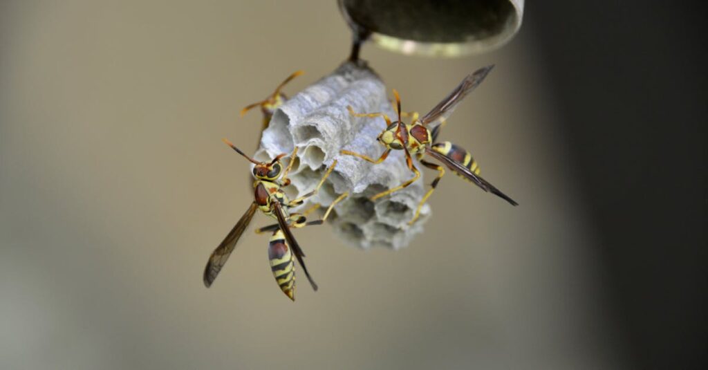 害獣の種類ごとに異なる対策が必要であることを示すイメージ図