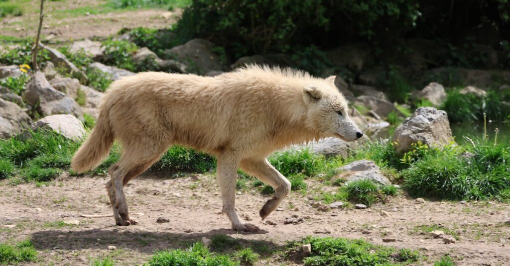 ハクビシン駆除の見積もりを比較している様子と、費用を抑えるコツを説明する専門家