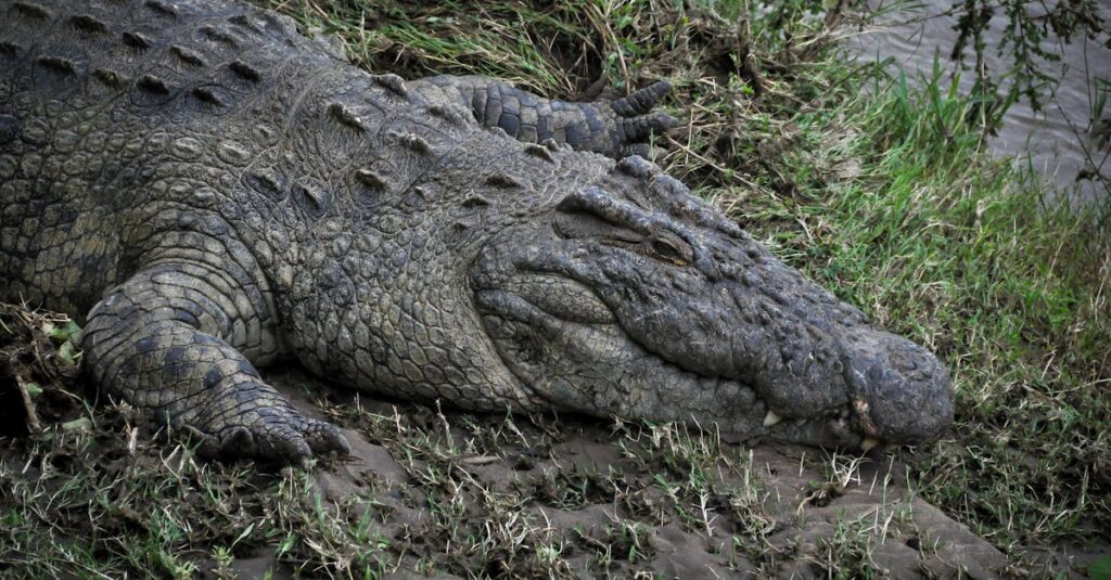 ハクビシン駆除の見積もりを比較している様子と、費用を抑えるコツを説明する専門家