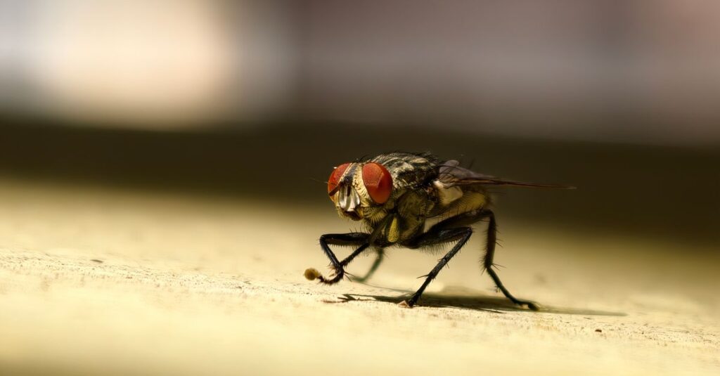 全国各地に拠点を持つ害獣駆除チームが即日出動する様子。緊急対応のスピード感を伝える