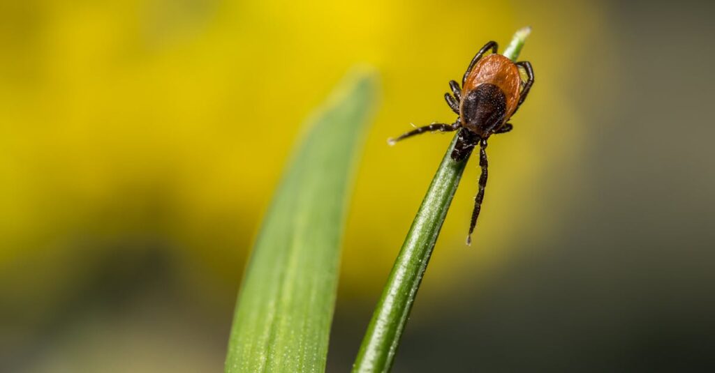 害獣駆除と害虫駆除の違いと業者選定の重要性を示すイメージ