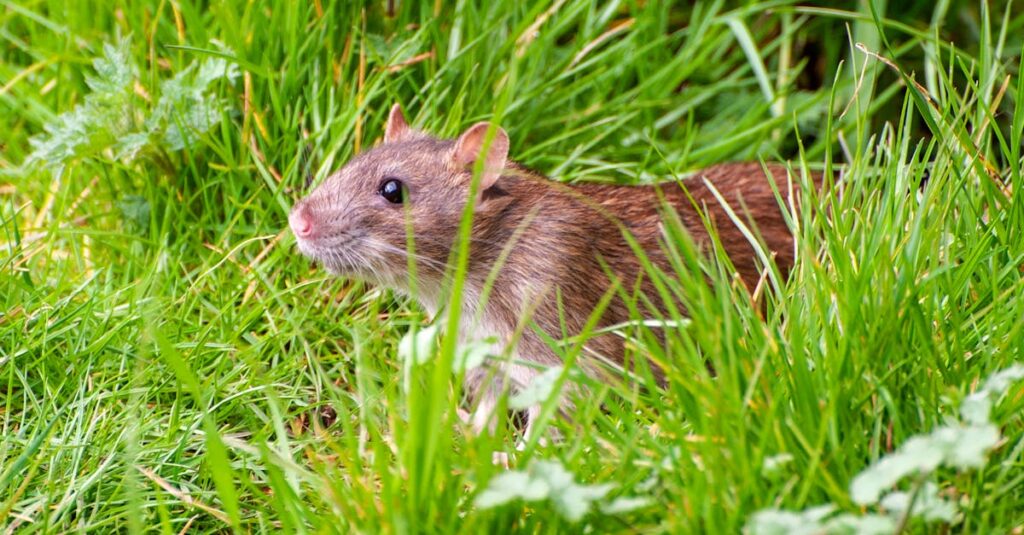 天井裏を走るネズミによる被害を防ぐため、即日対応する害獣駆除業者のイメージ