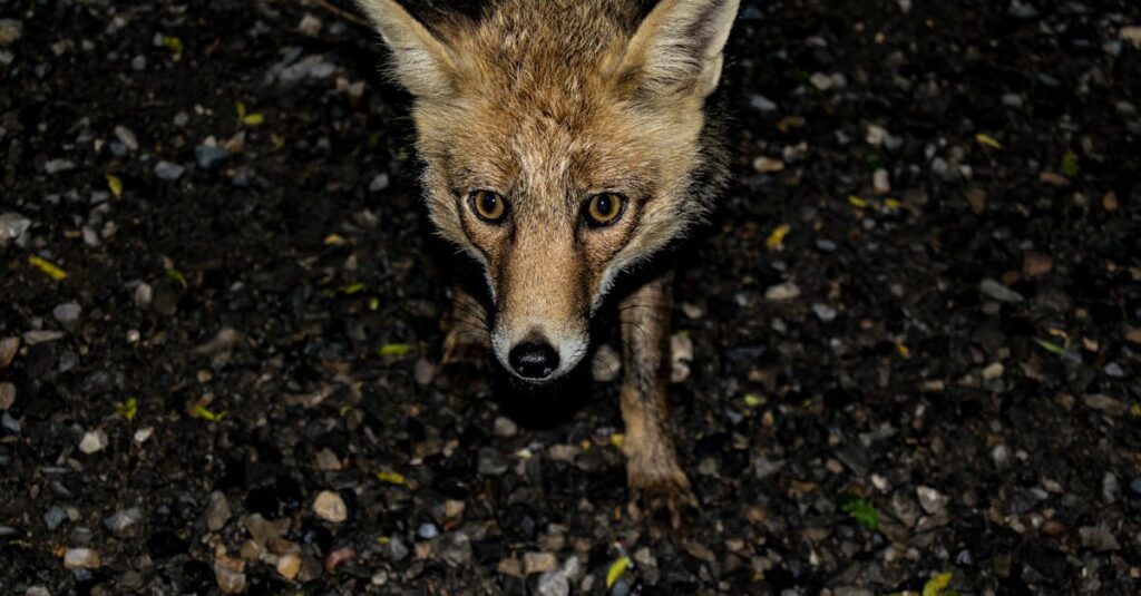 夜間に発生する害獣被害のイメージ画像。深夜に天井裏で音がする状況を示しており、不安な住民の様子も描写されている。