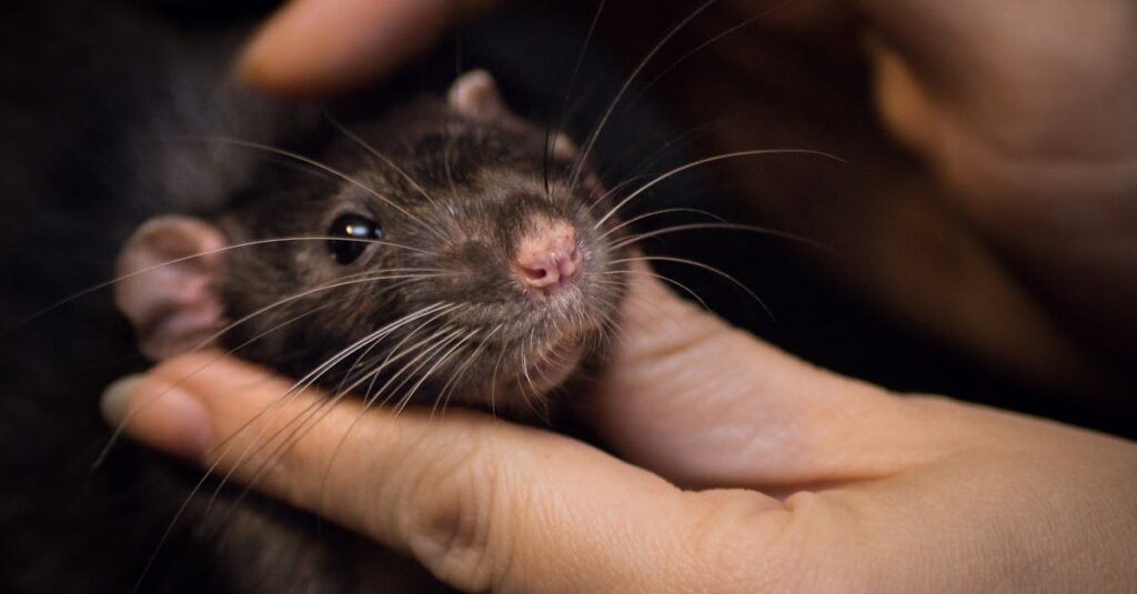 ネズミ駆除に失敗した市販グッズや再発した家の様子を示す画像