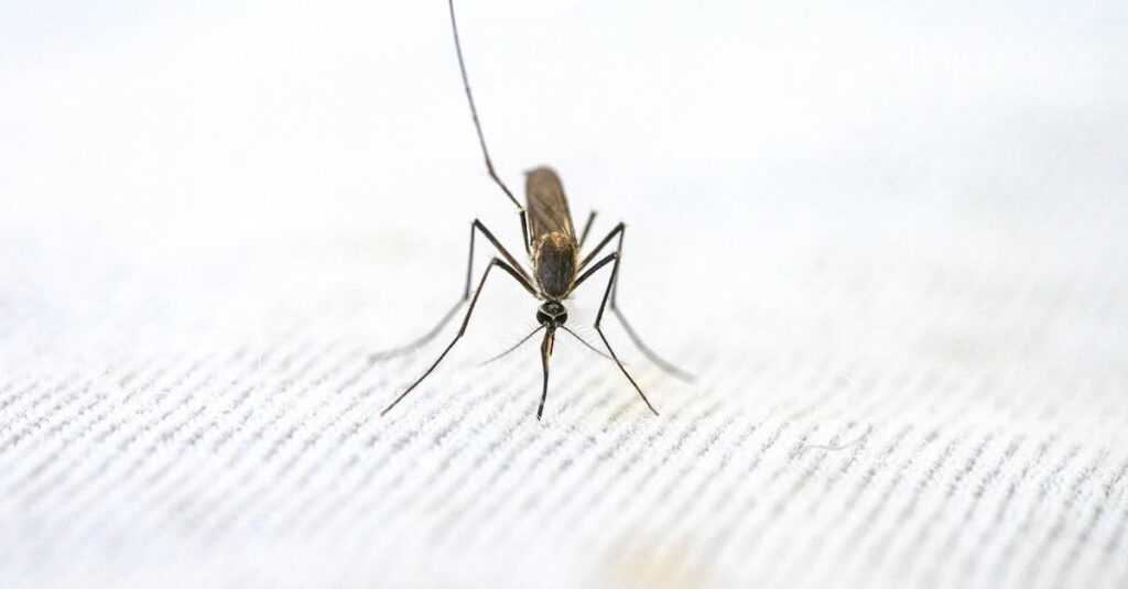 ハクビシンを二度と寄せ付けないための家のメンテナンスや定期点検を行う様子