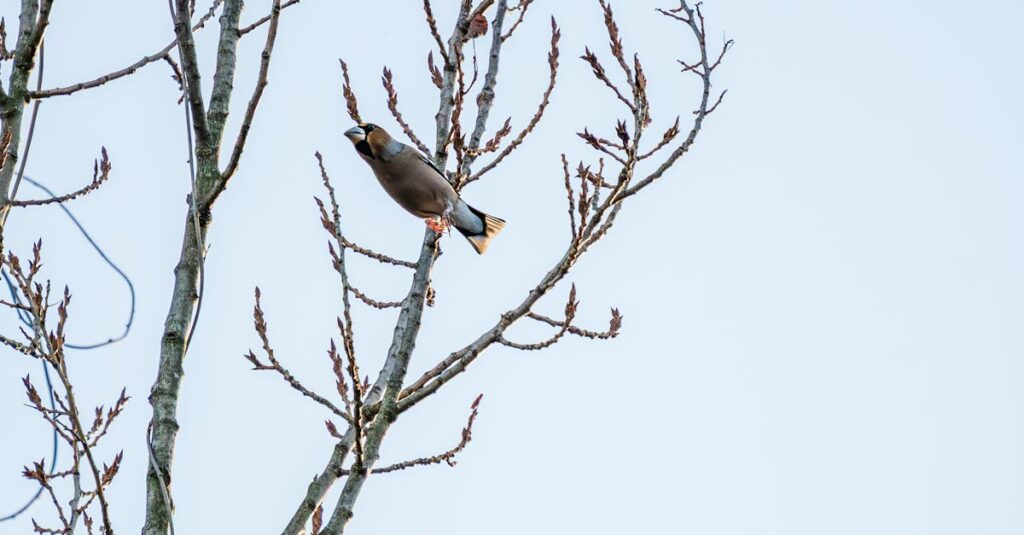 2025年版おせちの早割スケジュールと注文の最適タイミングを説明する図解