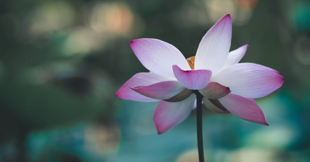 airCloset Mallがどんな人に向いているかを示すイメージ図