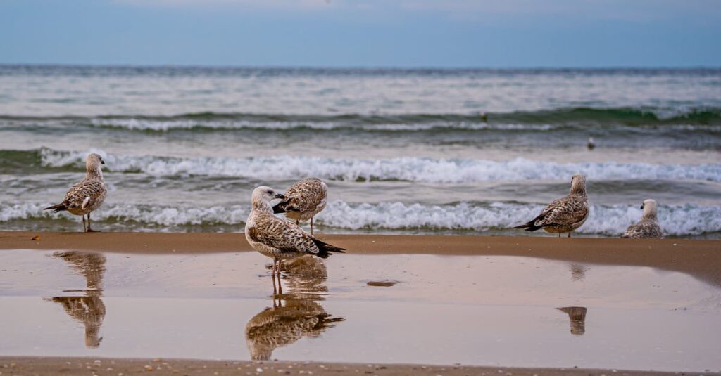 介護資格を0円で取得できる制度の仕組みとその社会的背景を解説する図